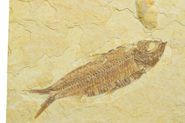 Detailed Fossil Fish (Knightia) - Wyoming #363876